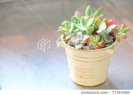 Planting succulent plants 77265060