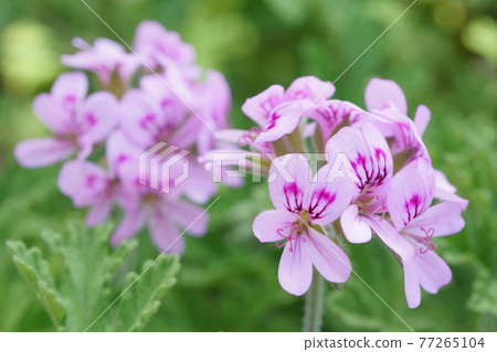 Pink rose geranium blooming in the park 77265104