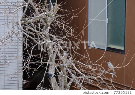 Bulbul Bulbul 77265151