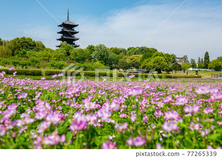 Lotus flower carpet Bitchū Kokubunji 77265339