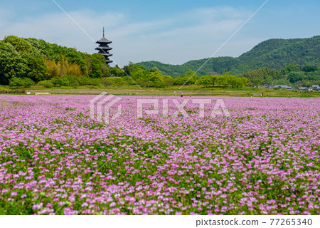 Lotus flower carpet Bitchū Kokubunji 77265340