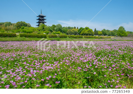 蓮花地毯 Bitchū Kokubunji 77265349