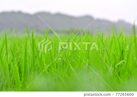 晨露和米飯 77265600