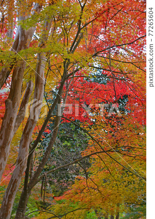 ≪京都龜岡真藏寺的秋葉≫ 與明智光秀有關的地方，京都府龜岡市 77265604