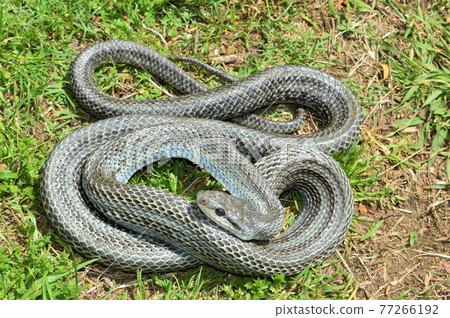 Rat snake on the lawn Rat snake on the lawn 77266192