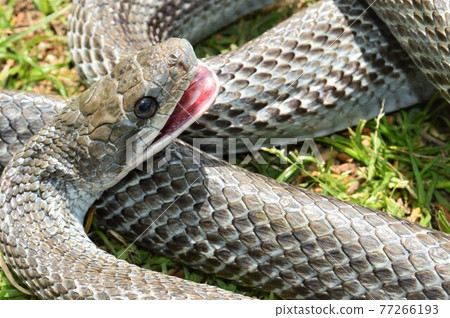 Rat snake on the lawn 77266193