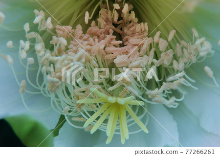 close up stamen and stigma of cereus cactus flower  77266261