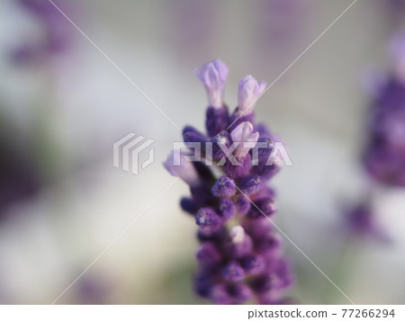 lavender lavender 77266294