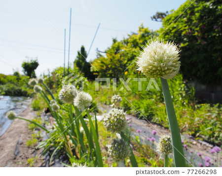 Green onion Green onion 77266298