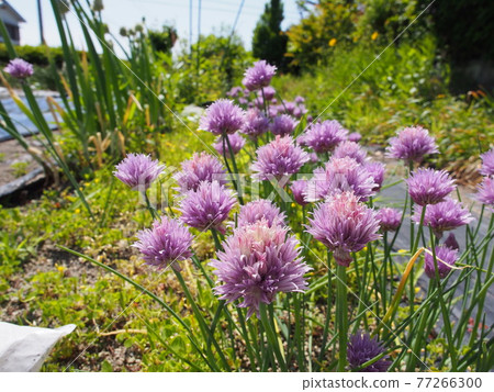 Ezonenji Ezonenji 77266300