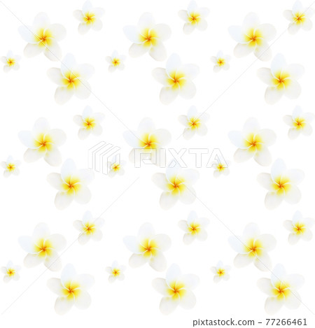 Isolated colorful naturalistic white plumeria with shadow. seamless pattern. Vector Illustration 77266461