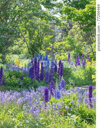 與飛燕草的風景 77266464