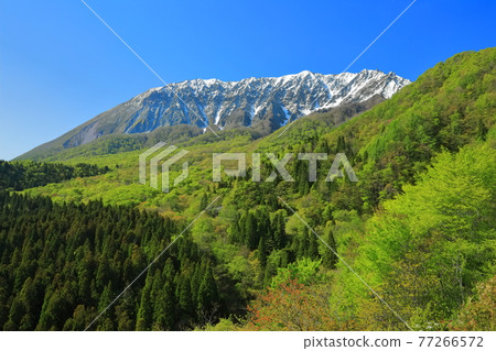 [Tottori Prefecture] Snow-capped Daisen and fresh green as seen from Kagikake Pass 77266572