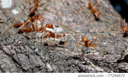 Close up small red ants on brown dry twig Close up small red ants on brown dry twig 77266672