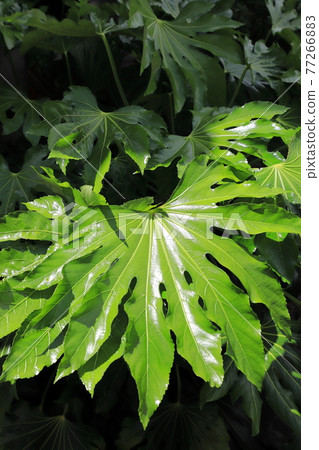 Young leaves 77266883