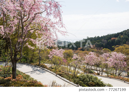 Spring Katsuo-ji Temple Spring Katsuo-ji Temple 77267199