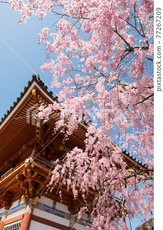 Spring Katsuo-ji Temple Spring Katsuo-ji Temple 77267209