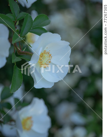 Rosa laevigata and Lady Banks' rose Rosa laevigata and Lady Banks' rose 77267305