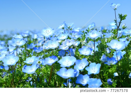 大阪Maishima海濱公園Nemophila節 77267578