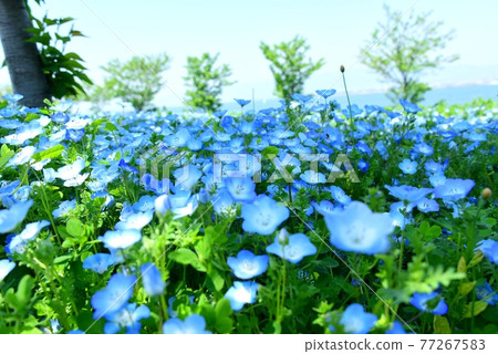Osaka Maishima Seaside Park Nemophila Festival Osaka Maishima Seaside Park Nemophila Festival 77267583
