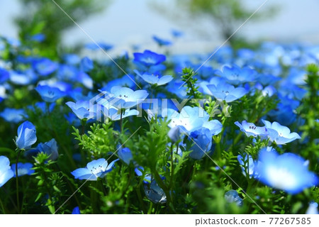 大阪Maishima海濱公園Nemophila節 77267585