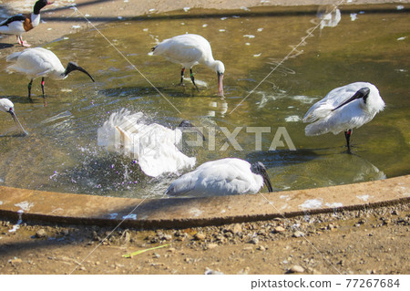 Black-faced Spoonbill bathing in Tama Zoological Park 77267684