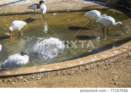 Black-faced Spoonbill bathing in Tama Zoological Park 77267686