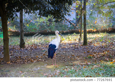 Japanese Stork Tama Zoological Park 77267691