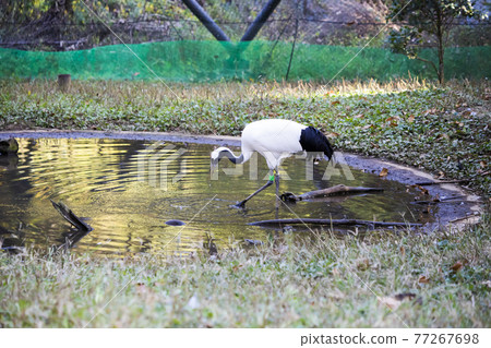 Red-crowned crane that catches fish Tama Zoological Park Red-crowned crane that catches fish Tama Zoological Park 77267698