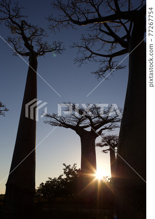 Baobab evening view 77267754