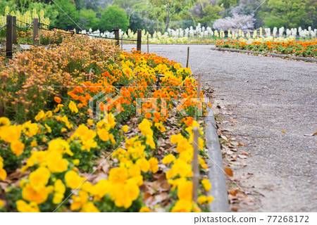 Nagai Botanical Garden Nagai Botanical Garden 77268172