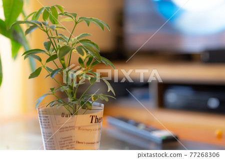 放在客廳的觀賞植物 放在客廳的觀賞植物 77268306