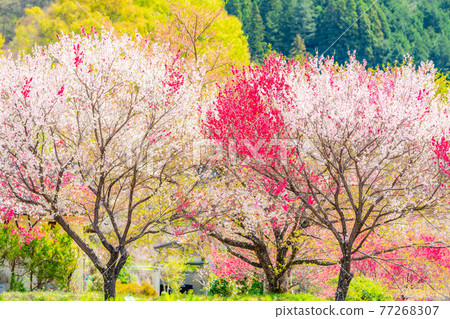 阿智村的花桃 長野縣 照片素材 圖片 圖庫