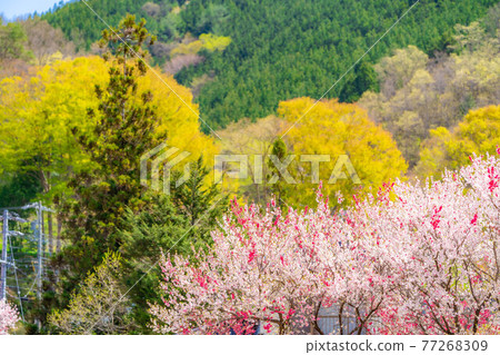 阿智村的花桃 長野縣 照片素材 圖片 圖庫