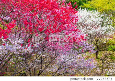 Hanamomo in Achi Village [Nagano Prefecture] 77268323