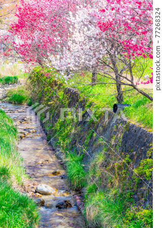 阿智村的花桃[長野縣] 77268324