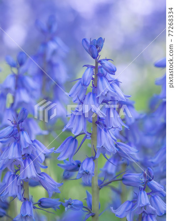 Bell Daffodil 77268334