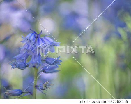 貝爾水仙花 77268336