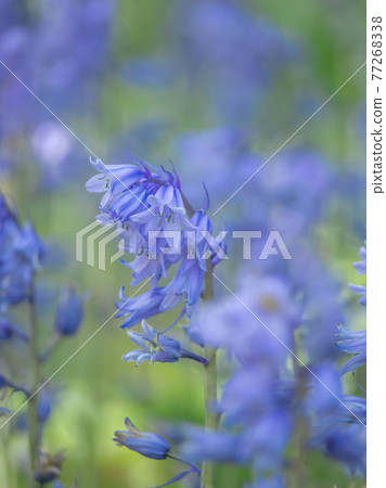 Bell Daffodil 77268338