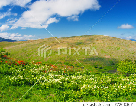 Early summer meadow (Kirigamine) where the flower field of Veratrum stamineum spreads Early summer meadow (Kirigamine) where the flower field of Veratrum stamineum spreads 77268367