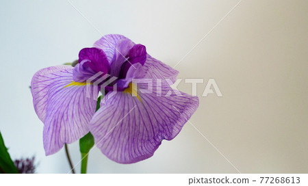 Purple iris up (large) 77268613