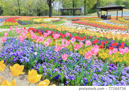 [Kagawa Prefecture] Spring National Sanuki Manno Park (tulip field) 77268736