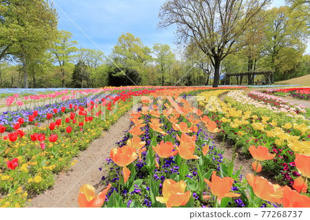 [Kagawa Prefecture] Spring National Sanuki Manno Park (tulip field) 77268737