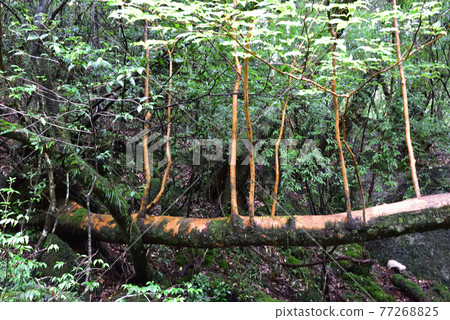 Shiratani Unsuikyo, Yakushima, Kagoshima 77268825