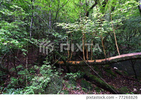Shiratani Unsuikyo, Yakushima, Kagoshima 77268826