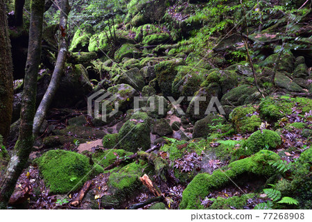 Shiratani Unsuikyo, Yakushima, Kagoshima Shiratani Unsuikyo, Yakushima, Kagoshima 77268908