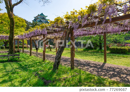 沒有盛開的金魚和紫藤花的名古屋城名城公園<愛知縣名古屋市> 沒有盛開的金魚和紫藤花的名古屋城名城公園<愛知縣名古屋市> 77269087