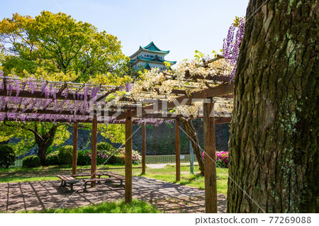 沒有盛開的金魚和紫藤花的名古屋城名城公園<愛知縣名古屋市> 沒有盛開的金魚和紫藤花的名古屋城名城公園<愛知縣名古屋市> 77269088