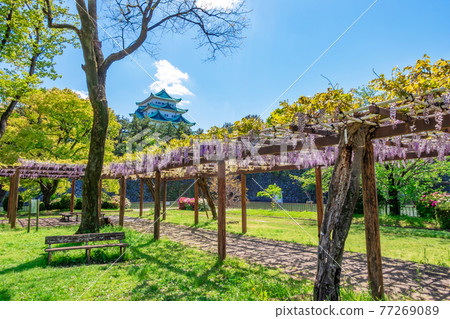 沒有盛開的金魚和紫藤花的名古屋城名城公園<愛知縣名古屋市> 沒有盛開的金魚和紫藤花的名古屋城名城公園<愛知縣名古屋市> 77269089