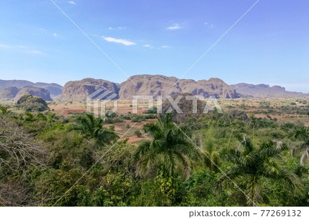 Cuba, Vinales, a mogote in the vinales valley Cuba, Vinales, a mogote in the vinales valley 77269132